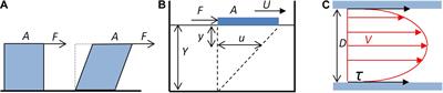 Fluid Shear Stress Sensing by the Endothelial Layer